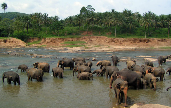 Stor flok af elefanter i Yala Nationalpark